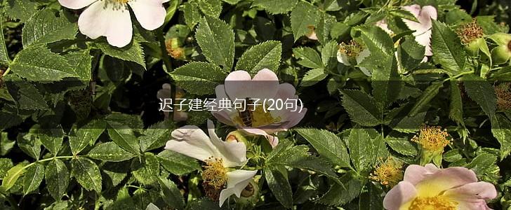 迟子建经典句子(20句),第1张