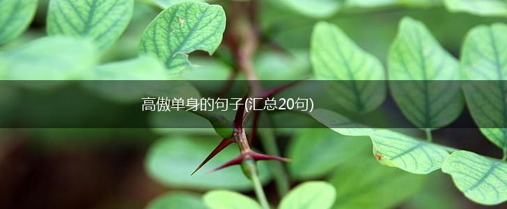 高傲单身的句子(汇总20句),第1张