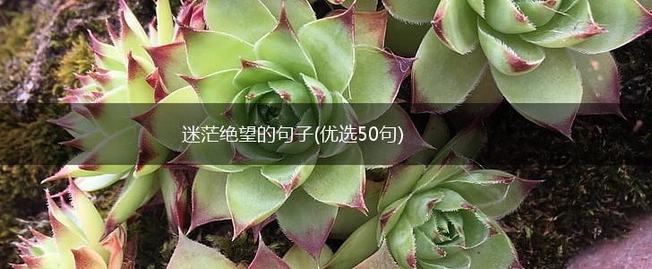 迷茫绝望的句子(优选50句),第1张