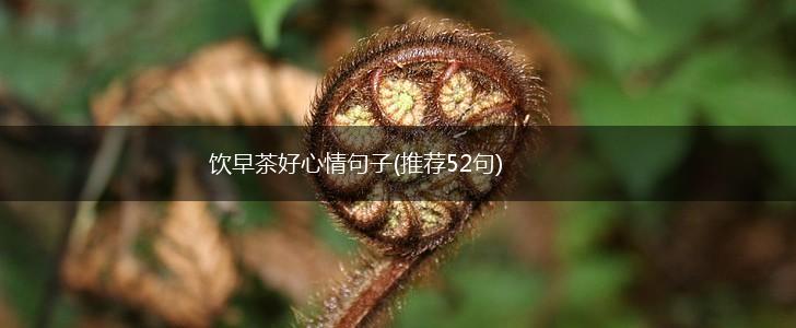 饮早茶好心情句子(推荐52句),第1张