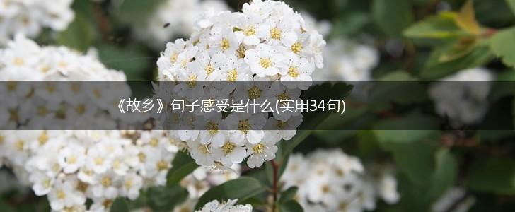 《故乡》句子感受是什么(实用34句),第1张
