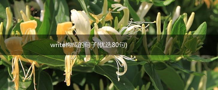 write构成的句子(优选80句),第1张