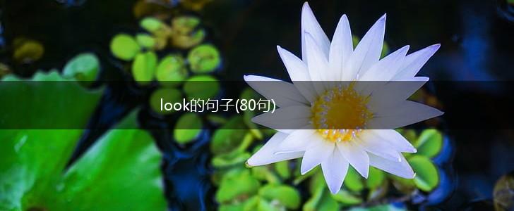 look的句子(80句),第1张