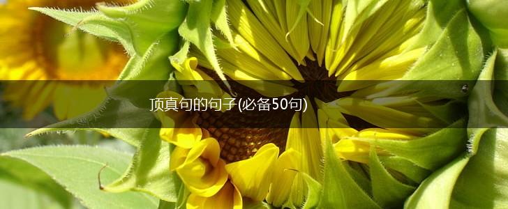 顶真句的句子(必备50句),第1张