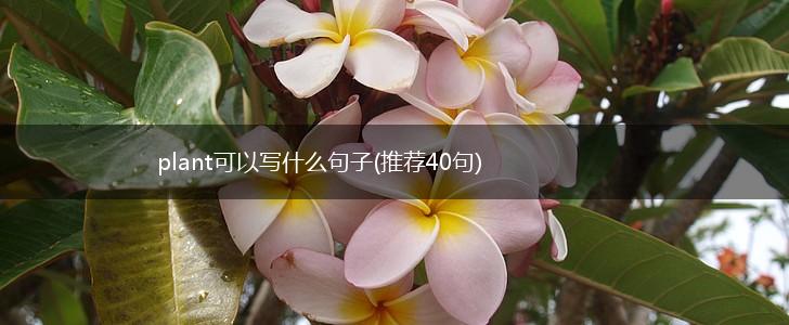 plant可以写什么句子(推荐40句),第1张