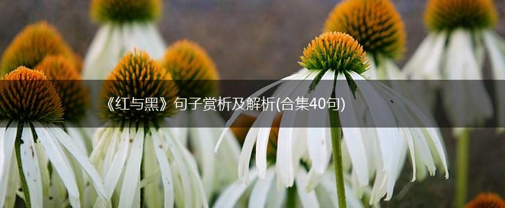《红与黑》句子赏析及解析(合集40句),第1张