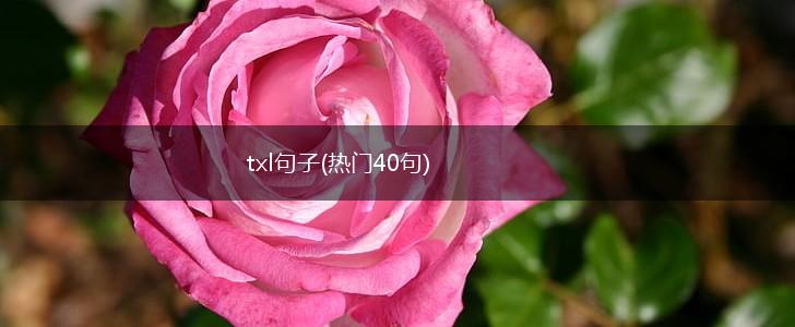 txl句子(热门40句),第1张