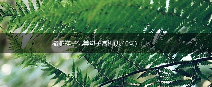 骆驼祥子优美句子赏析(共40句),第1张