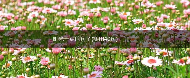 阳光一点的句子(实用40句),第1张