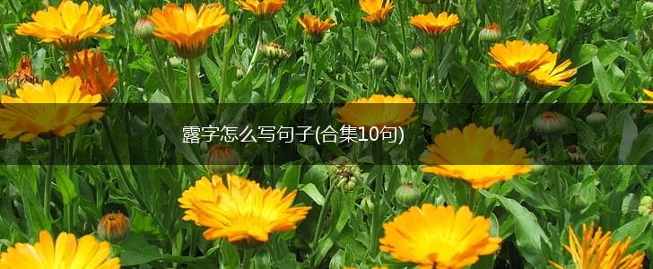 露字怎么写句子(合集10句),第1张