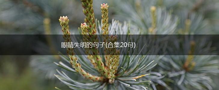 眼睛失明的句子(合集20句),第1张