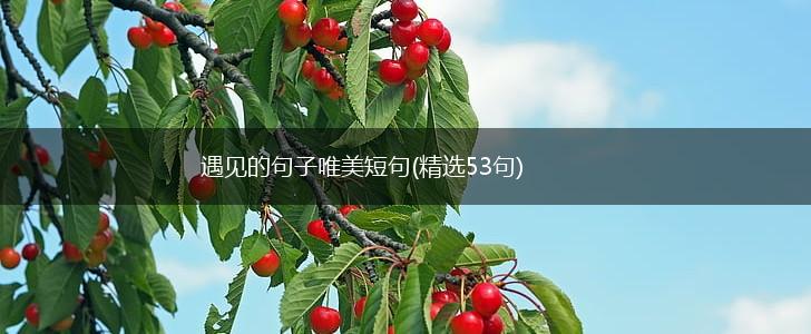 遇见的句子唯美短句(精选53句),第1张