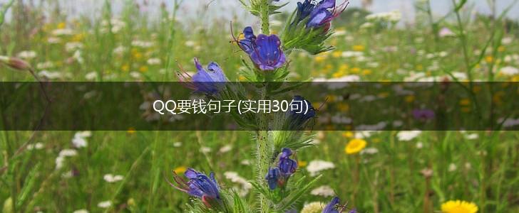QQ要钱句子(实用30句),第1张