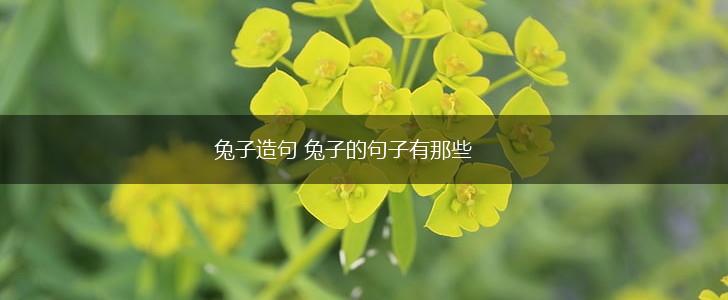 兔子造句 兔子的句子有那些,第1张