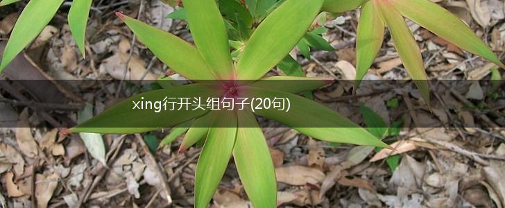 xing行开头组句子(20句),第1张
