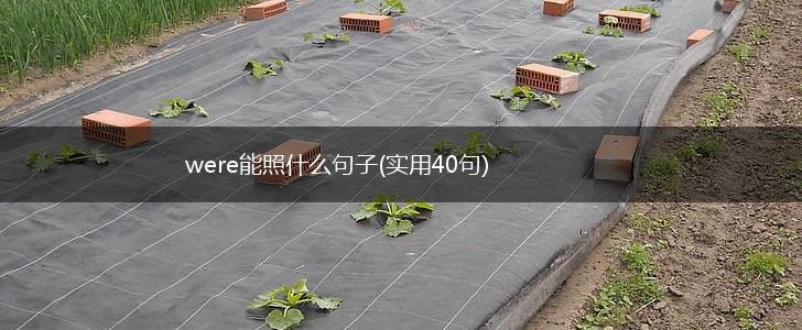 were能照什么句子(实用40句),第1张