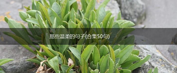 那些温柔的句子(合集50句),第1张