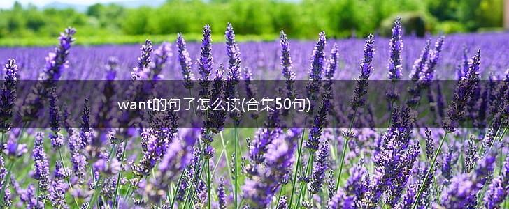 want的句子怎么读(合集50句),第1张