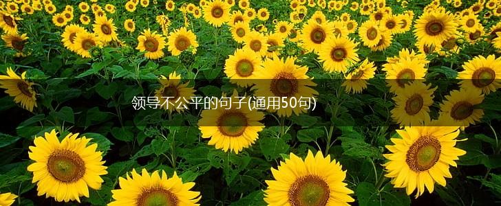 领导不公平的句子(通用50句),第1张
