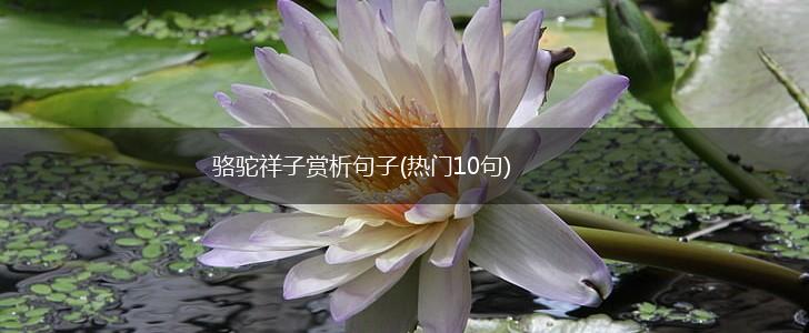 骆驼祥子赏析句子(热门10句),第1张