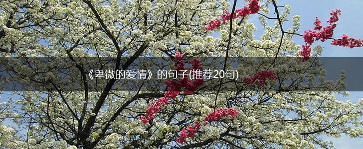 《卑微的爱情》的句子(推荐20句),第1张