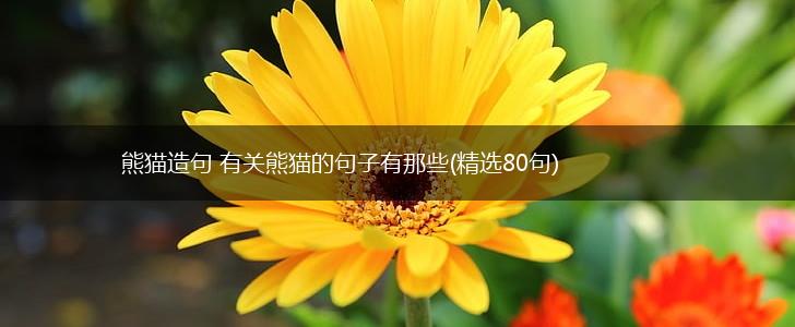 熊猫造句 有关熊猫的句子有那些(精选80句),第1张