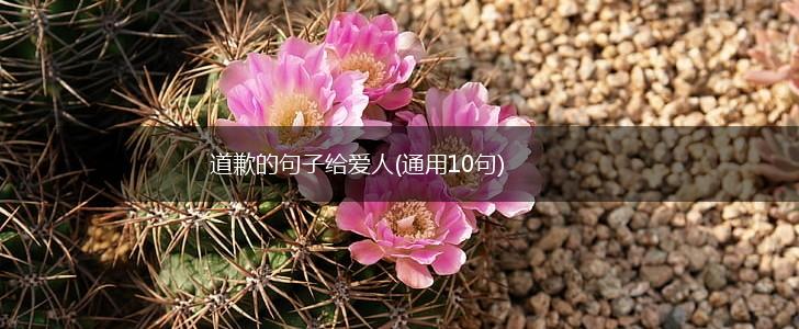 道歉的句子给爱人(通用10句),第1张