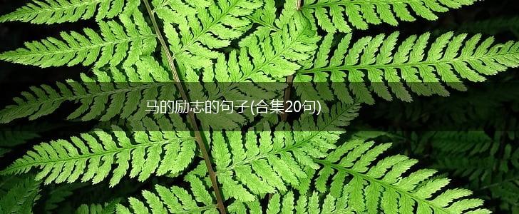 马的励志的句子(合集20句),第1张