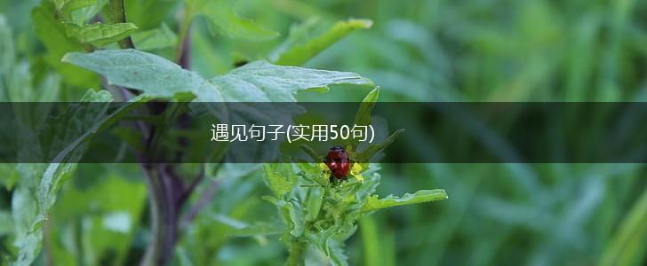 遇见句子(实用50句),第1张