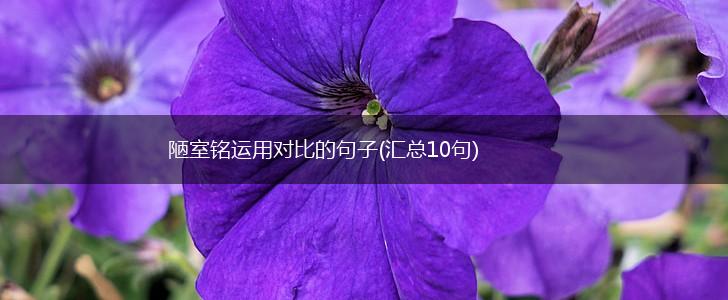陋室铭运用对比的句子(汇总10句),第1张