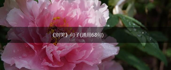 《别哭》句子(通用68句),第1张