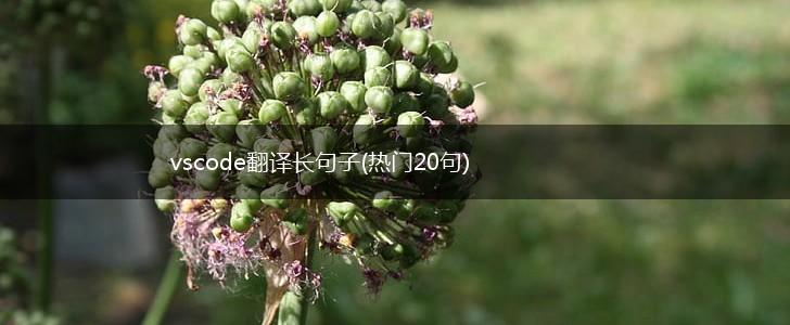 vscode翻译长句子(热门20句),第1张