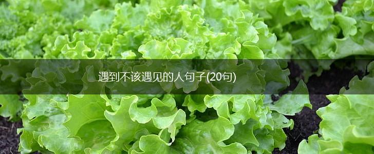 遇到不该遇见的人句子(20句),第1张