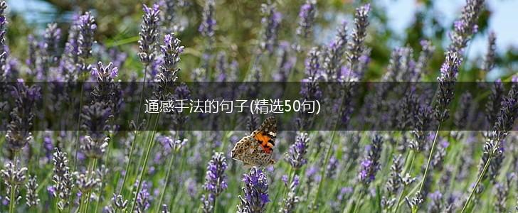 通感手法的句子(精选50句),第1张
