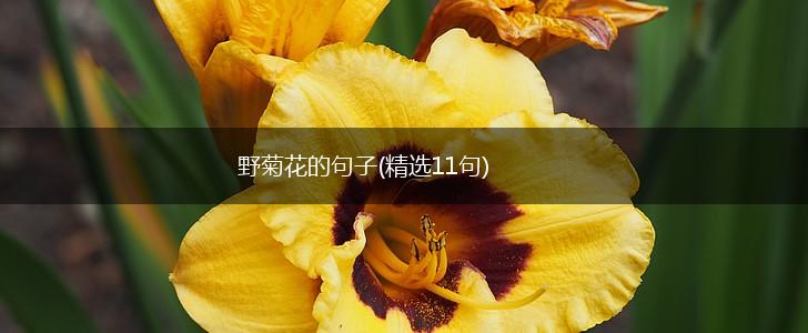 野菊花的句子(精选11句),第1张