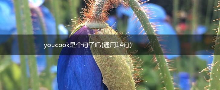 youcook是个句子吗(通用14句),第1张