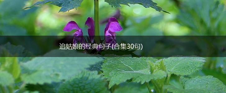 追姑娘的经典句子(合集30句),第1张