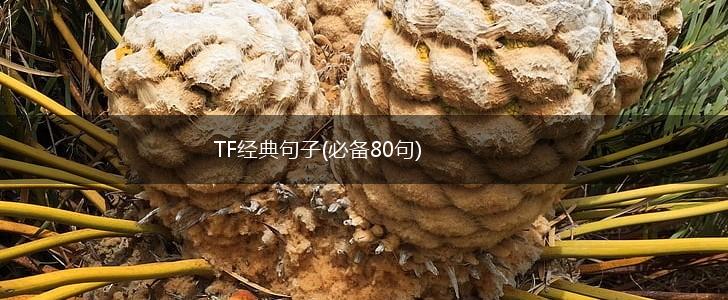 TF经典句子(必备80句),第1张