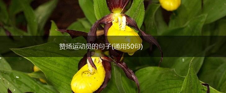 赞扬运动员的句子(通用50句),第1张