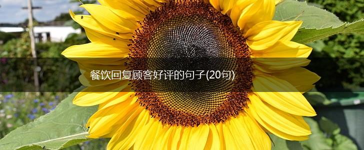 餐饮回复顾客好评的句子(20句),第1张