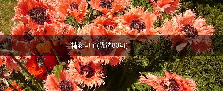 j精彩句子(优选80句),第1张