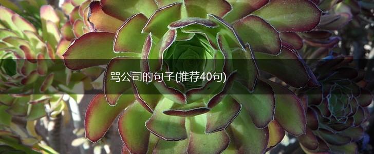 骂公司的句子(推荐40句),第1张
