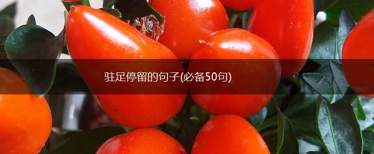 驻足停留的句子(必备50句),第1张