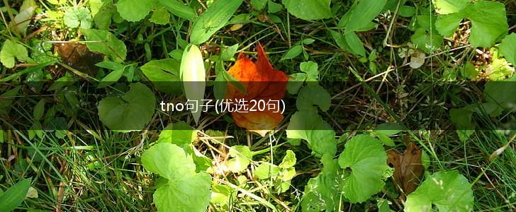 tno句子(优选20句),第1张