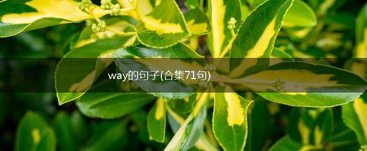way的句子(合集71句),第1张