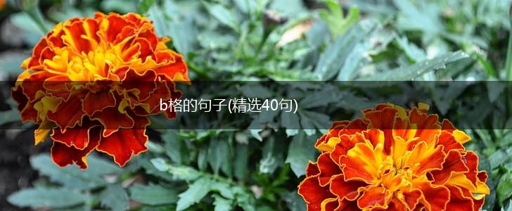 b格的句子(精选40句),第1张