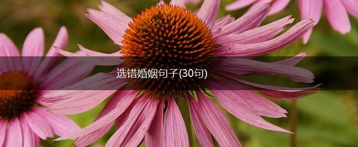 选错婚姻句子(30句),第1张