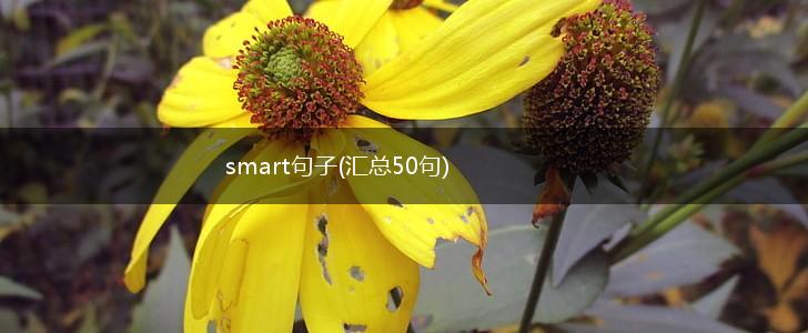 smart句子(汇总50句),第1张