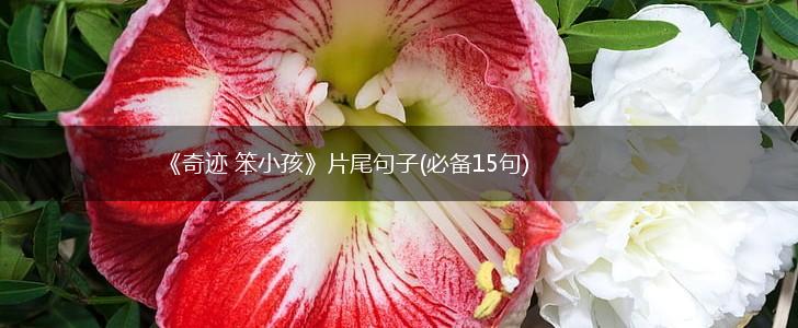 《奇迹 笨小孩》片尾句子(必备15句),第1张