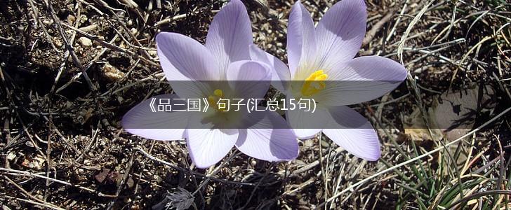 《品三国》句子(汇总15句),第1张